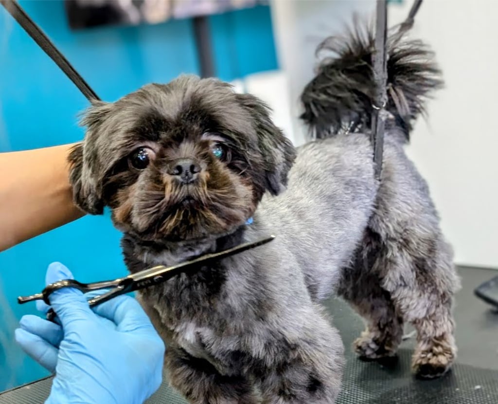 Puppy being groomed and given a haircut at Pawz pet grooming salon in Milton