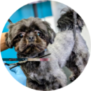 A close up image of a Puppy getting groomed on a grooming table at a salon offering puppy grooming services in Milton