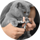 Cat getting a professional nail trimming service for well-maintained paws in a salon offering cat grooming services in Milton