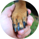 Dog being brushed during grooming at Pawz pet grooming salon
