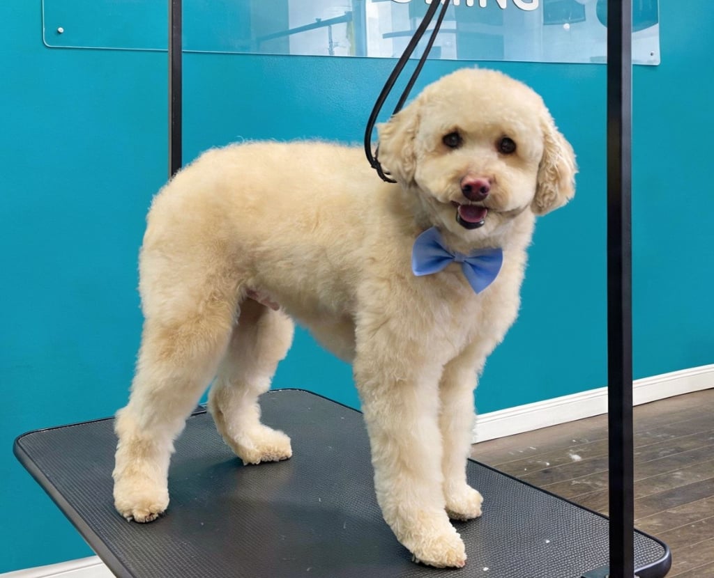 Freshly groomed dog with a bow standing on a grooming table at Pawz Pet grooming salon in a clean setup