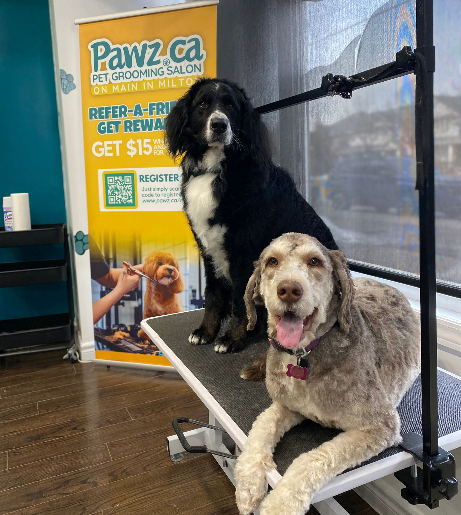 Two freshly groomed dogs at Pawz pet grooming salon in Milton