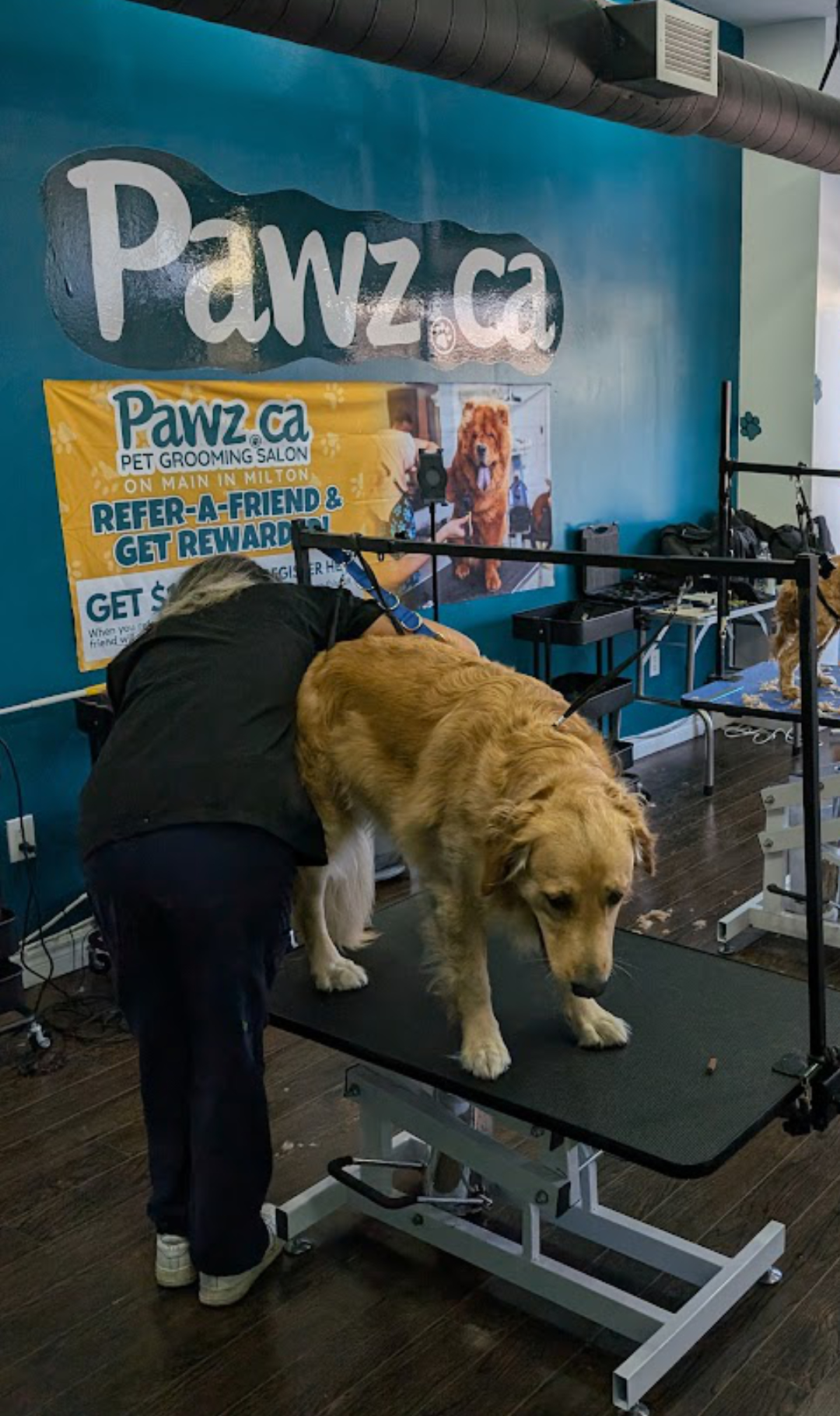 Dog being groomed on a grooming table in a professional salon providing pet grooming services in Milton.
