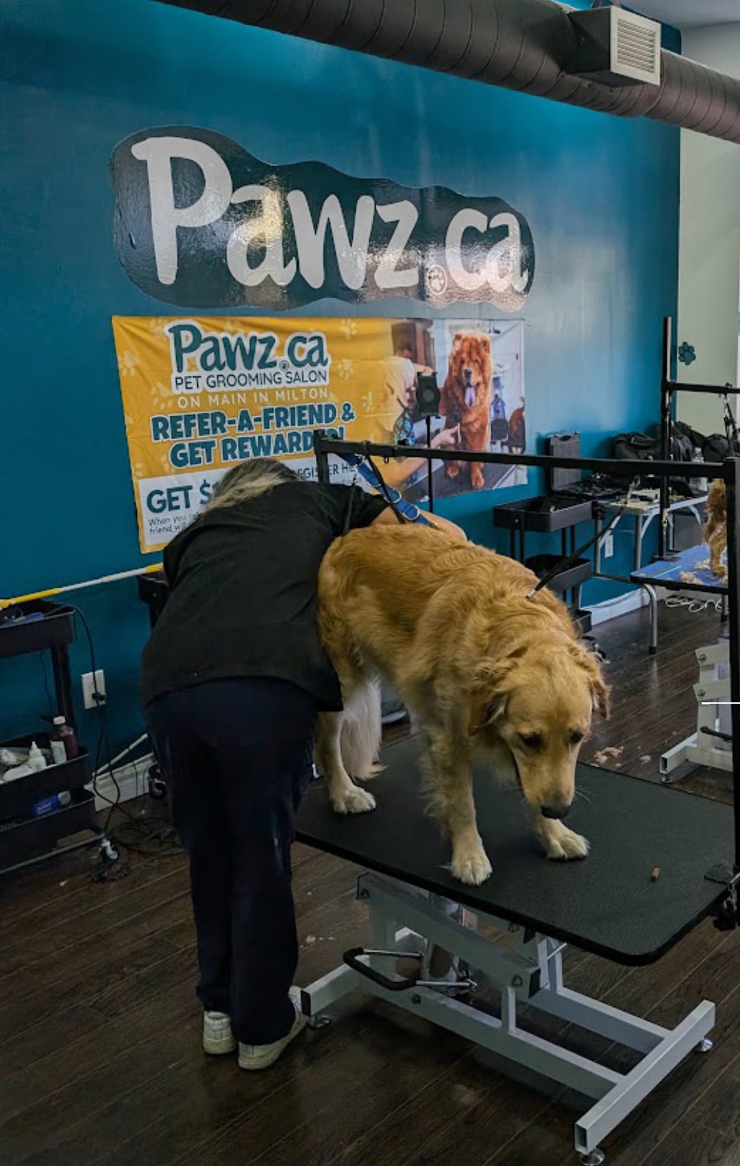 Dog being groomed on a grooming table in a professional salon providing pet grooming services in Milton.