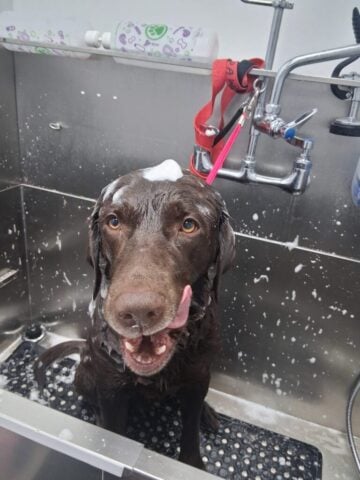 Dog bathing session in a steel bathing station at a pet grooming salon