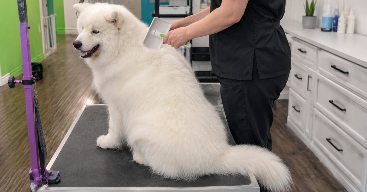 Professional dog grooming session for a fluffy white dog at a pet grooming salon.