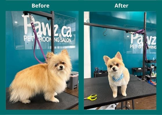 Before and after regular dog grooming showing a trimmed and well-groomed Pomeranian at a pet salon.