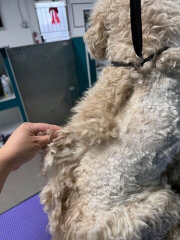 professional dog hair cut session for matted fur in a pet grooming salon