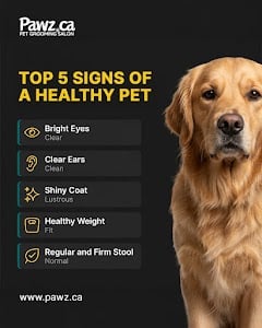Pawz Pet Grooming Kitchener Waterloo Cambridge place picture