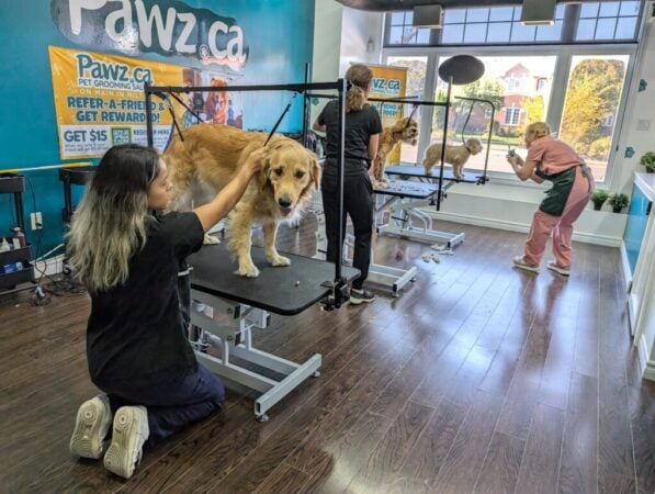 Experienced groomers grooming in a clean, welcoming pet grooming salon space