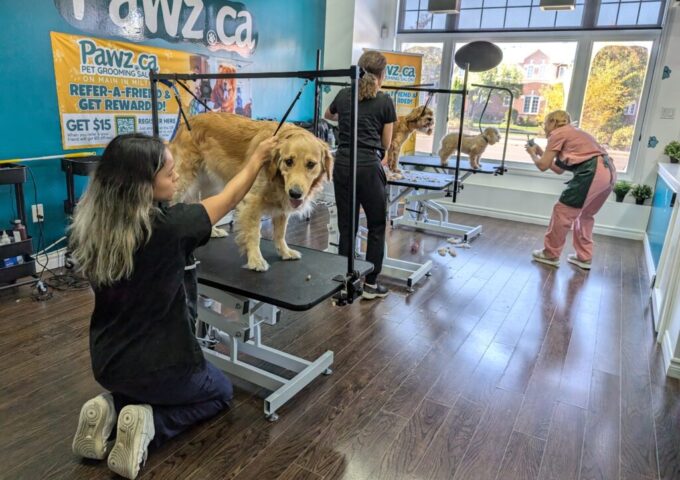 Why Choosing the Right Groomer Matters