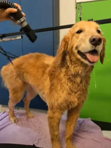 Dog getting blow dried using professional-grade dryers after bathing session for keeping a tangle-free coat.