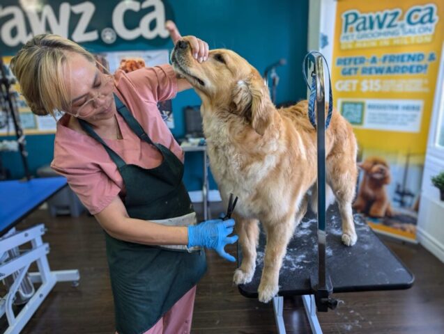 Professional groomer gently trimming hair of a golden retriever during its first grooming session at a salon.