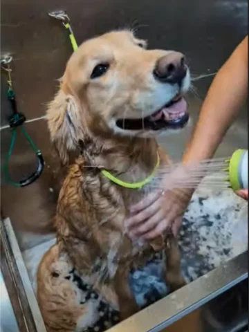 Dog bathing session being carried out in a bathing station in a pet grooming salon.