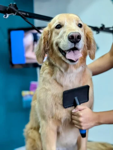 Golden Retriever receiving a brushing and de-matting service from a professional dog groomer