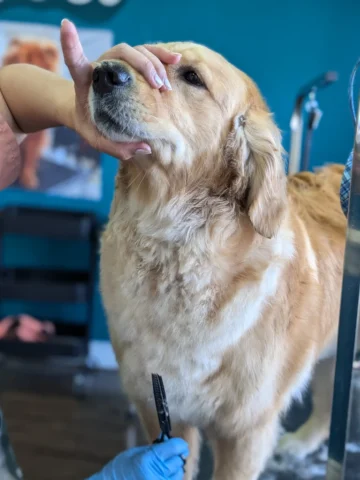 golden retriever dog getting a professional haircut and styling service in a pet grooming salon