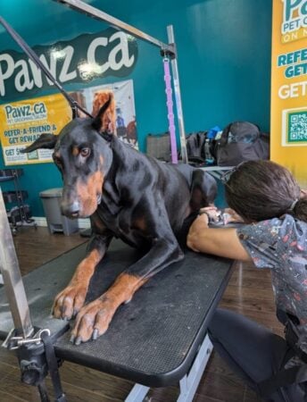 Sanitized professional pet grooming tools arranged neatly on a clean counter, showcasing salon safety standards.