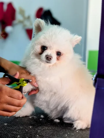 pomeranian dog getting a nail trimming service during a professional dog grooming session 