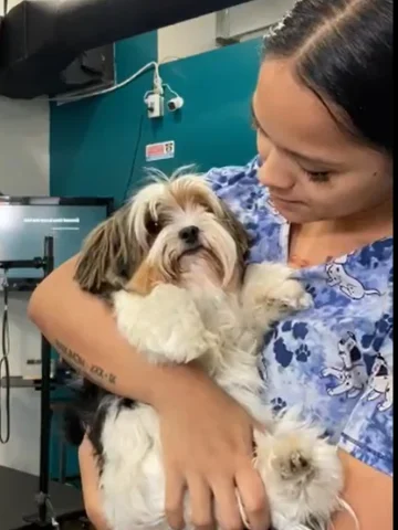 Pet groomer gently holding a puppy to make it comfortable before a professional grooming session