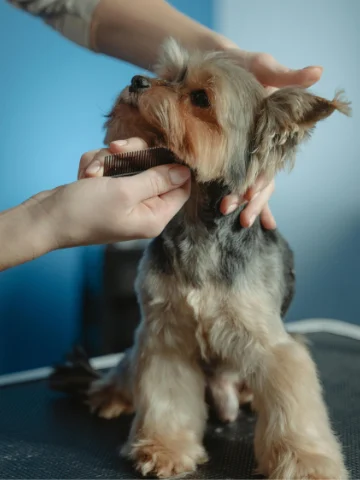 Professional groomer combing a puppy’s face hair during a gentle grooming session