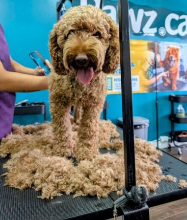 Calm, comfortable dog sitting relaxed on a professional grooming table